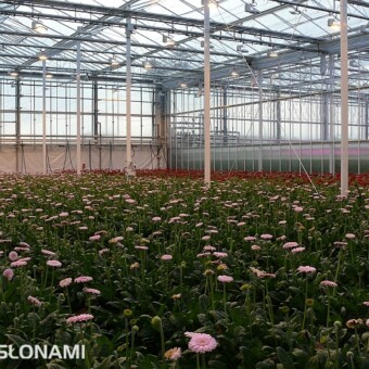 Improvement Centre - doświadczenia z uprawą gerbery przy ograniczonym zużyciu energii